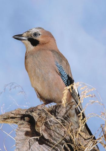 Klicken für Bild in voller Größe